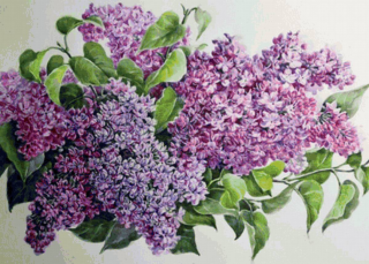 Сирень - цветы, сирень - предпросмотр