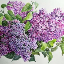 Схема вышивки «Сирень»