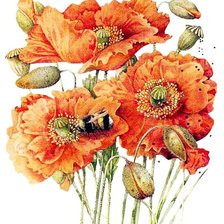 Схема вышивки «маки»