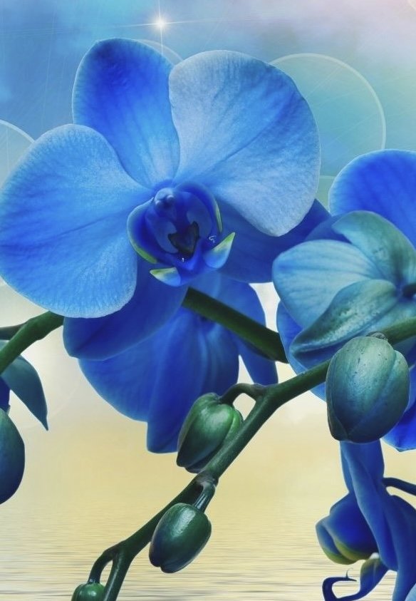 Голубая орхидея 2 - цветы, растения - оригинал