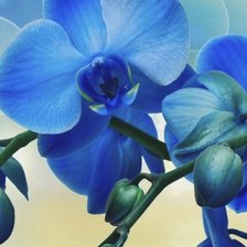 Схема вышивки «Голубая орхидея 2»