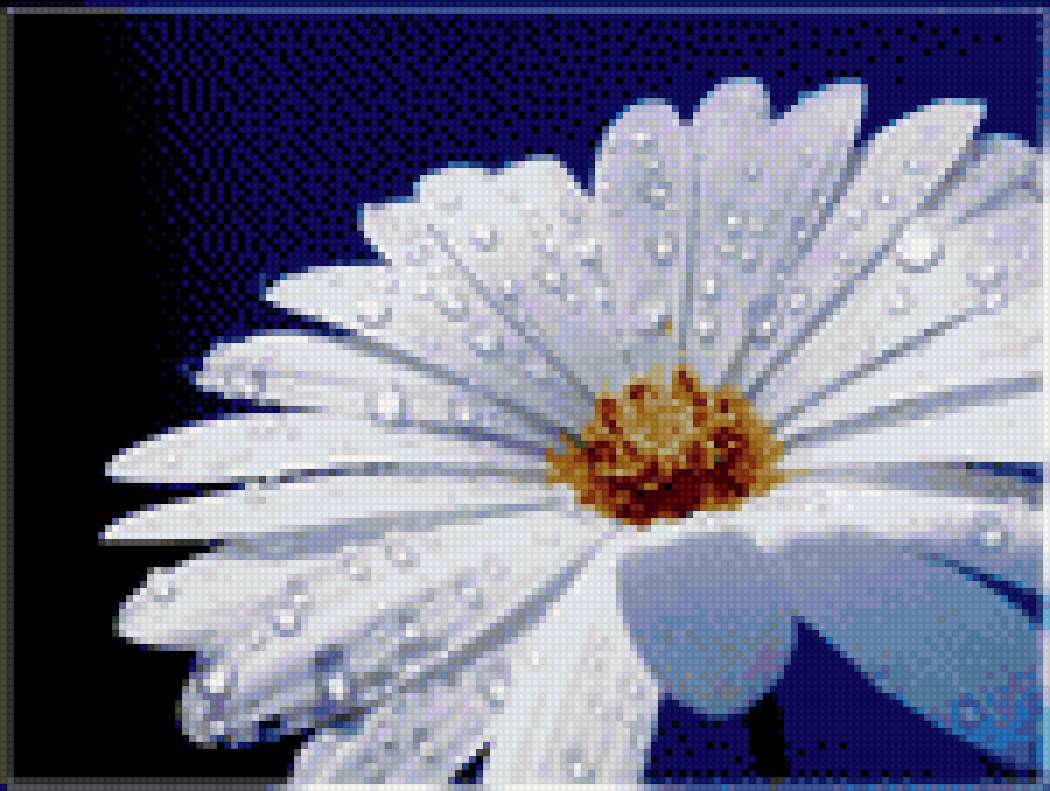 После дождя - дождь, ромашка - предпросмотр