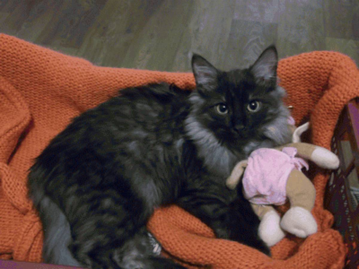 котик собезьянкой - котик - предпросмотр