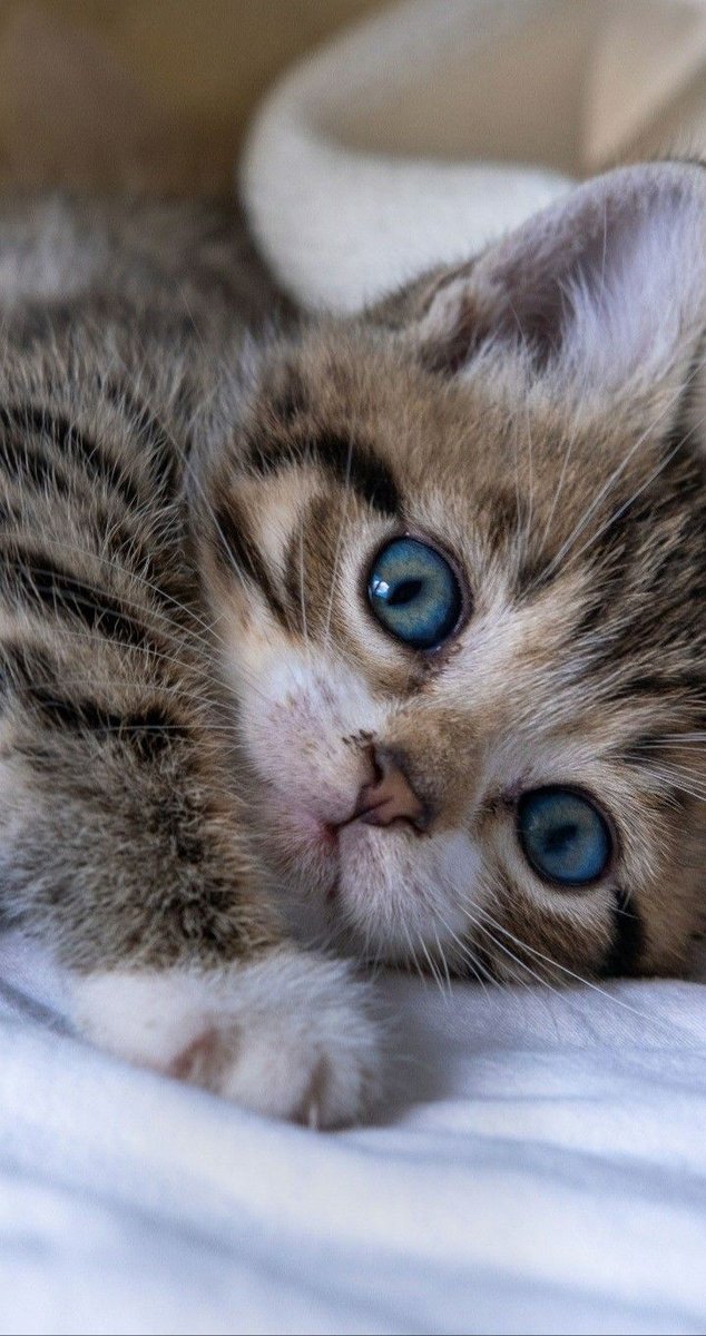 Котик - котики, животные - оригинал