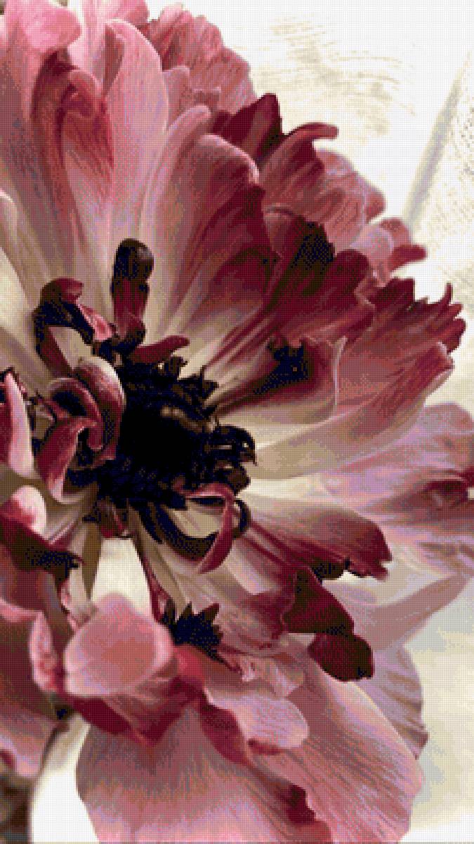 Пион - цветы, растения - предпросмотр