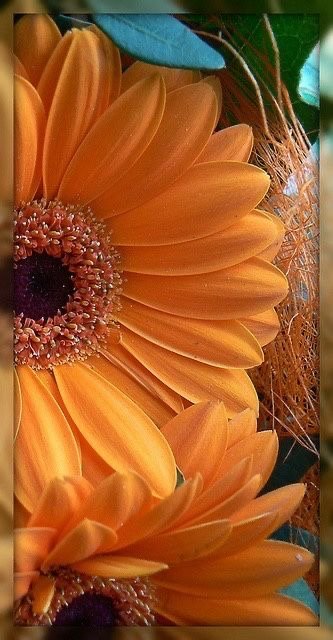 Гербера - растения, цветы - оригинал