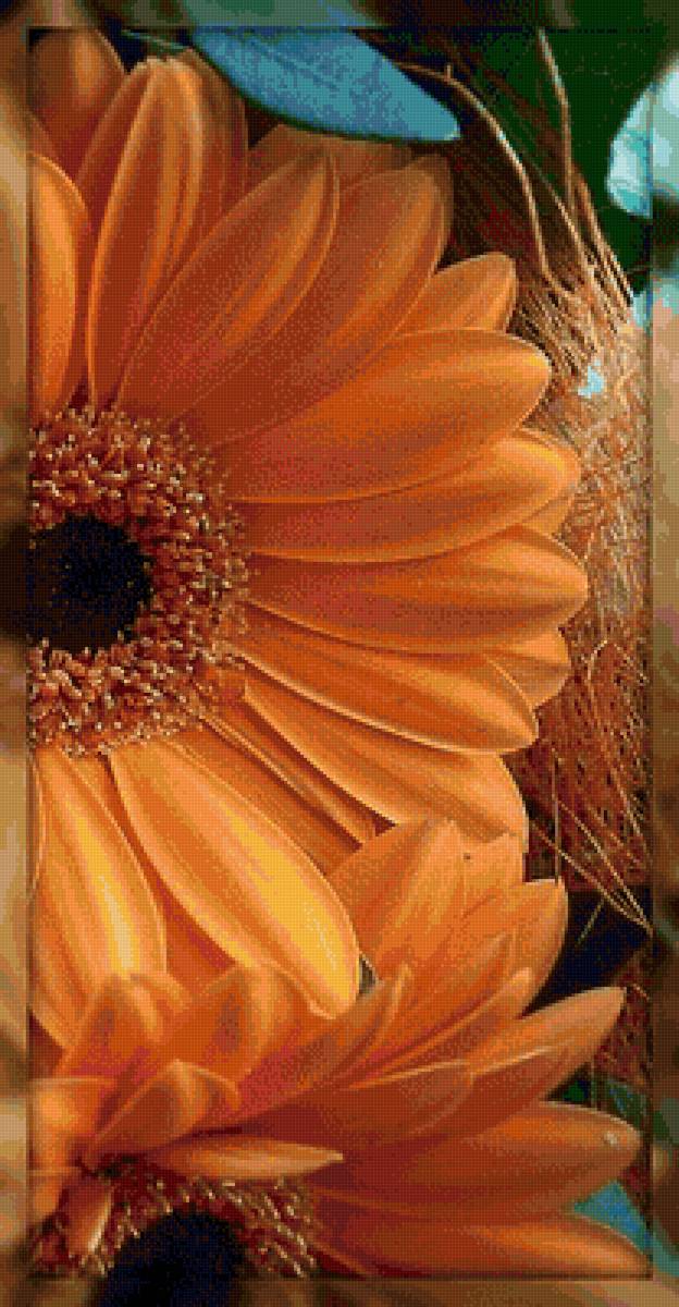 Гербера - цветы, растения - предпросмотр