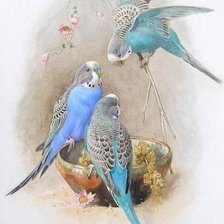 Схема вышивки «Синие попугайчики»