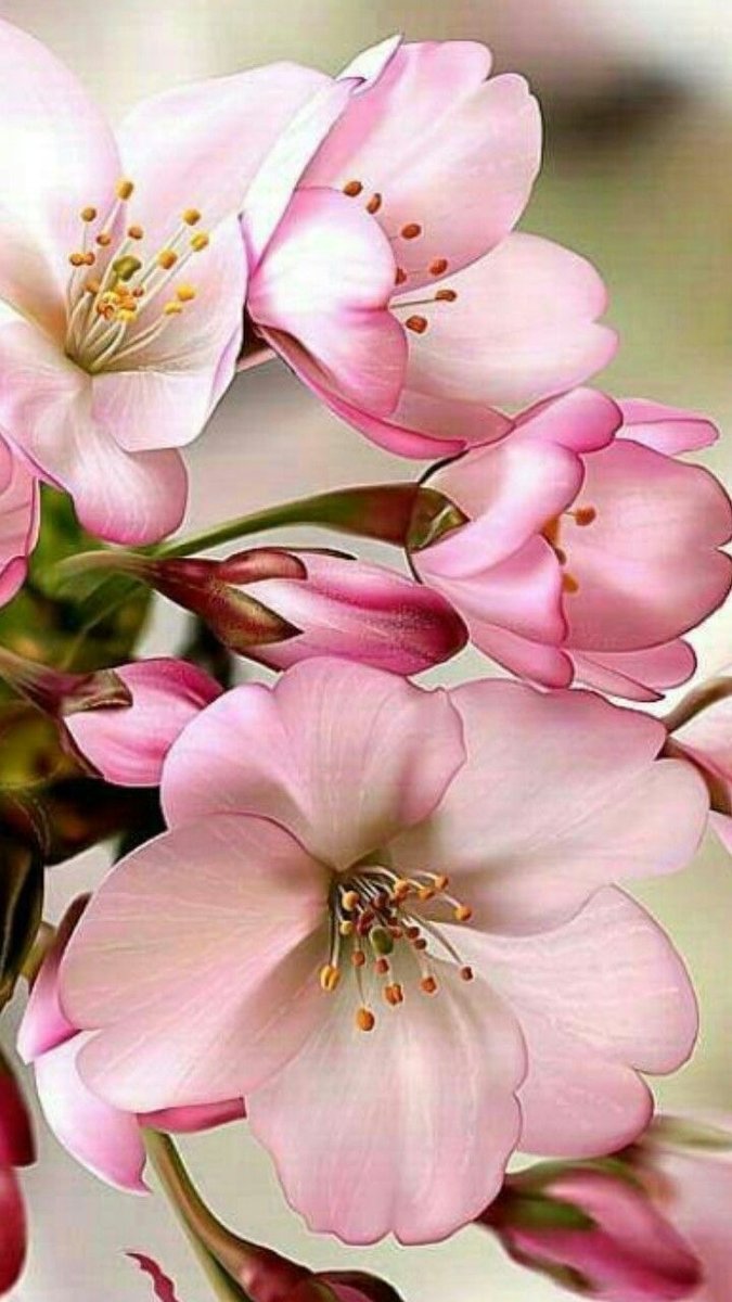 Яблони в цвету - растения, цветы - оригинал