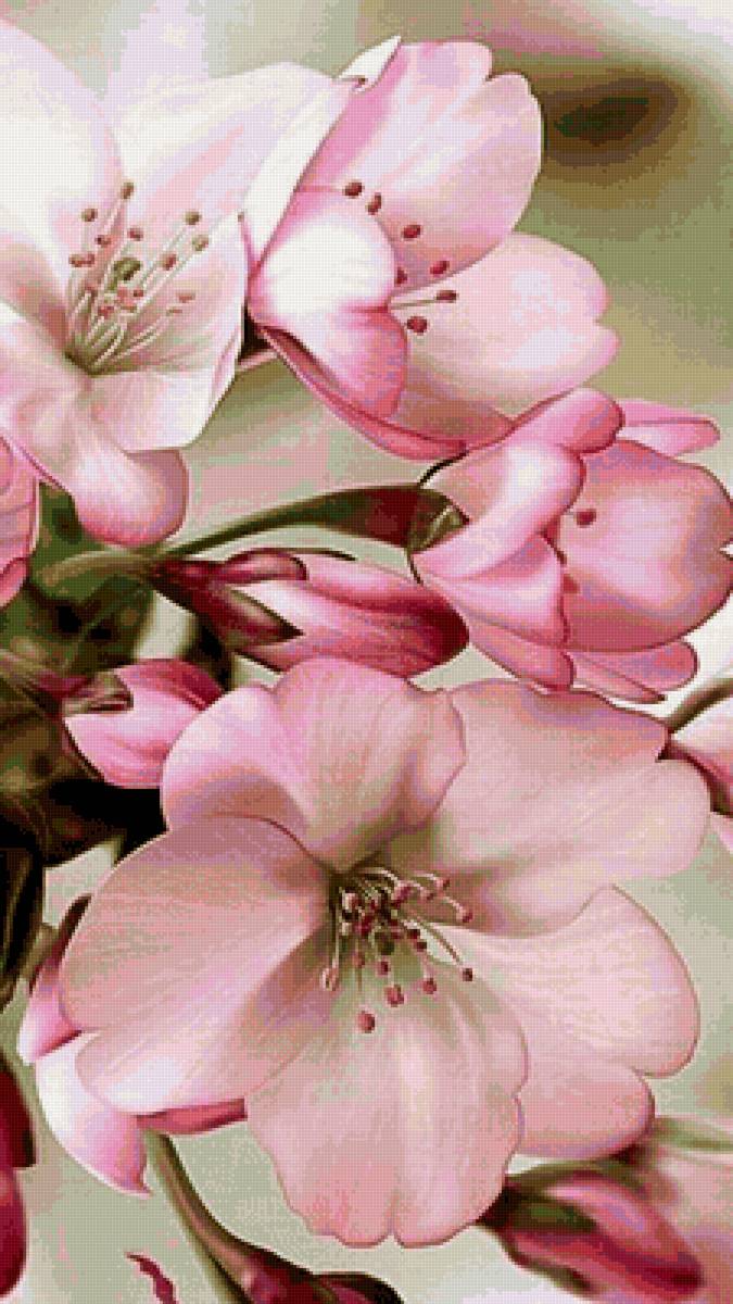 Яблони в цвету - растения, цветы - предпросмотр