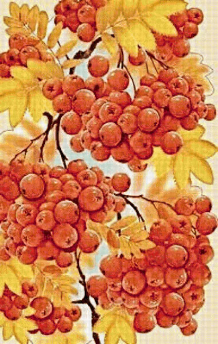 Рябина - ягоды, растения, деревья - предпросмотр