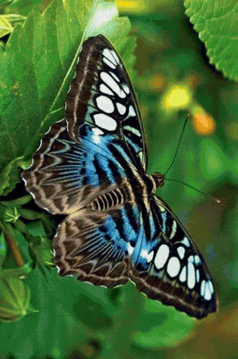 Бабочка - насекомые, бабочки - предпросмотр