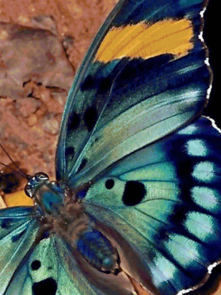 Крылышки бабочки - насекомые, бабочки - предпросмотр