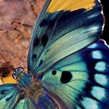 Крылышки бабочки