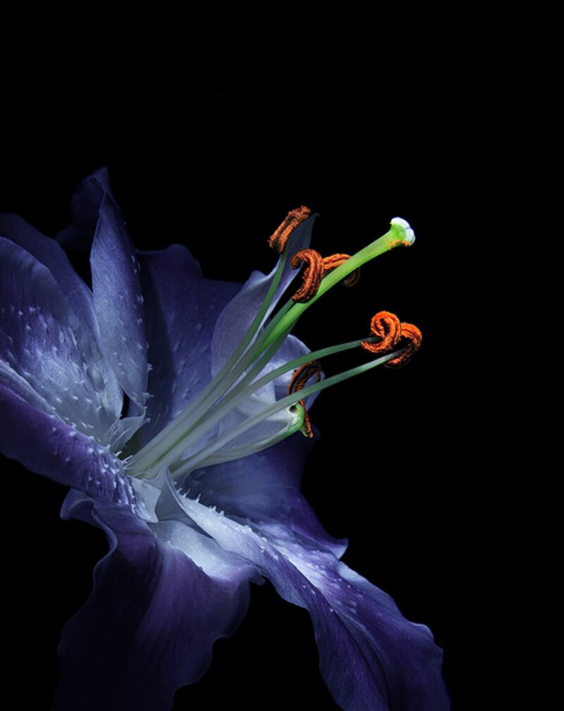 лилия - цветок, лилия - оригинал