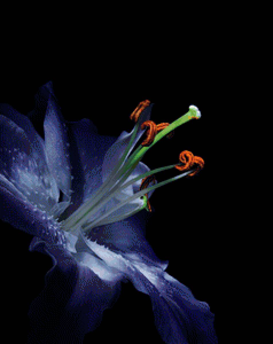 лилия - цветок, лилия - предпросмотр