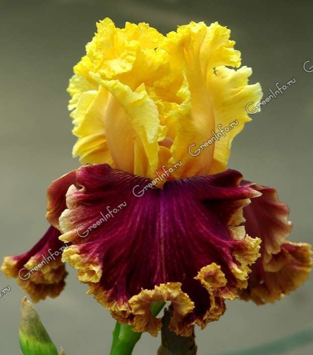 Ирис - цветы - оригинал