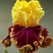 Схема вышивки «Ирис»