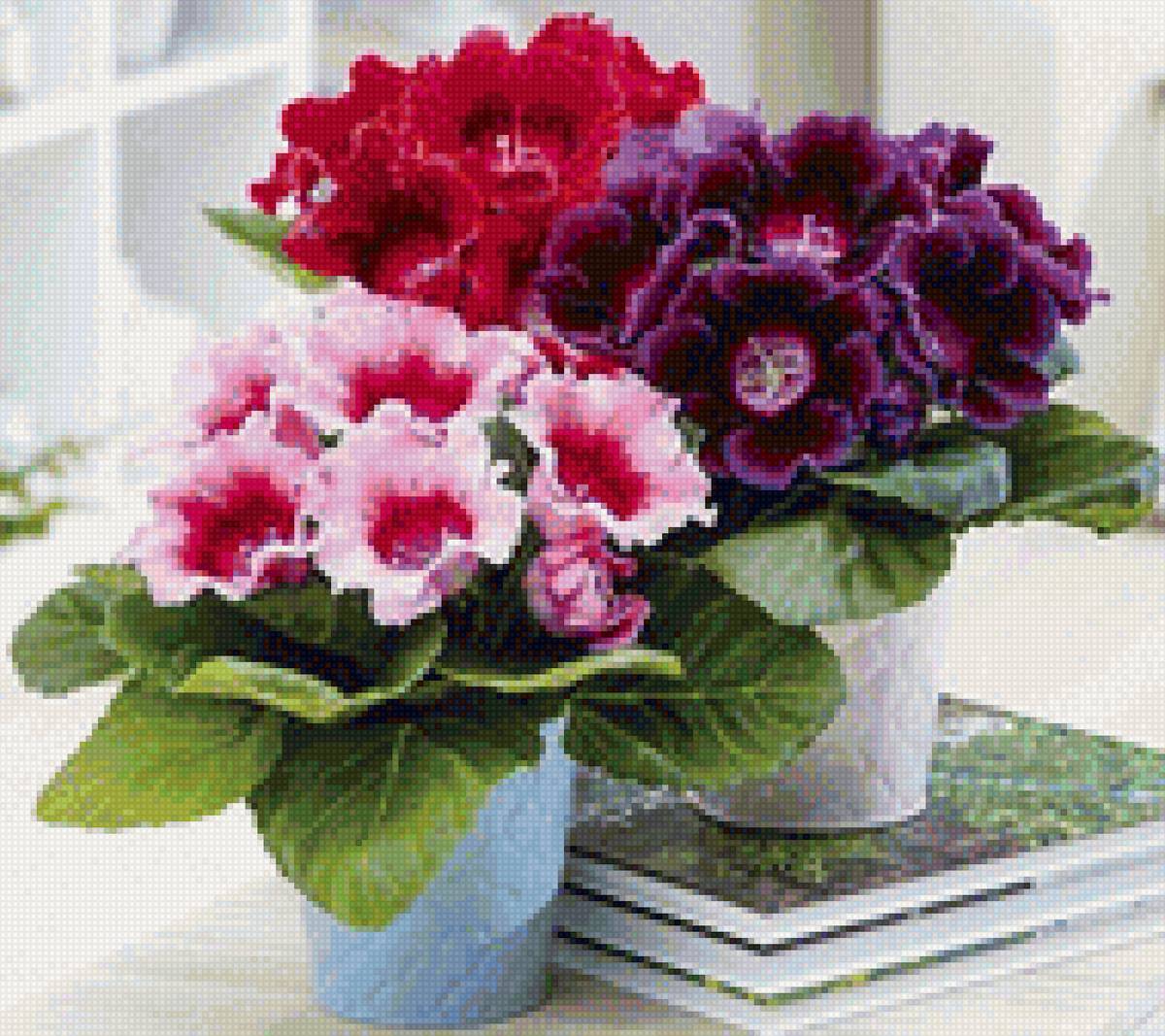 Глаксинии - глаксинии, комнатные цветы - предпросмотр