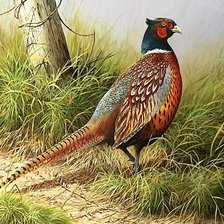 Схема вышивки «Птицы»