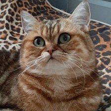 Схема вышивки «Нора1»