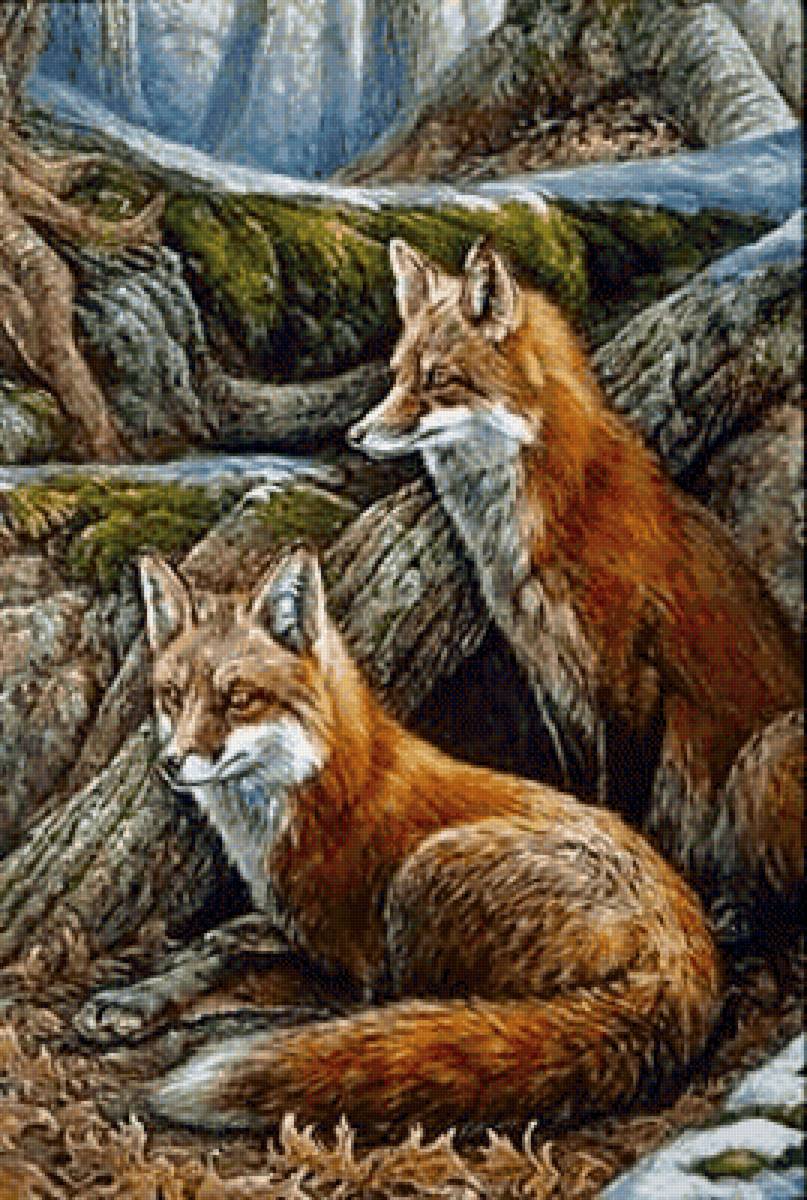 Лисы - животные - предпросмотр