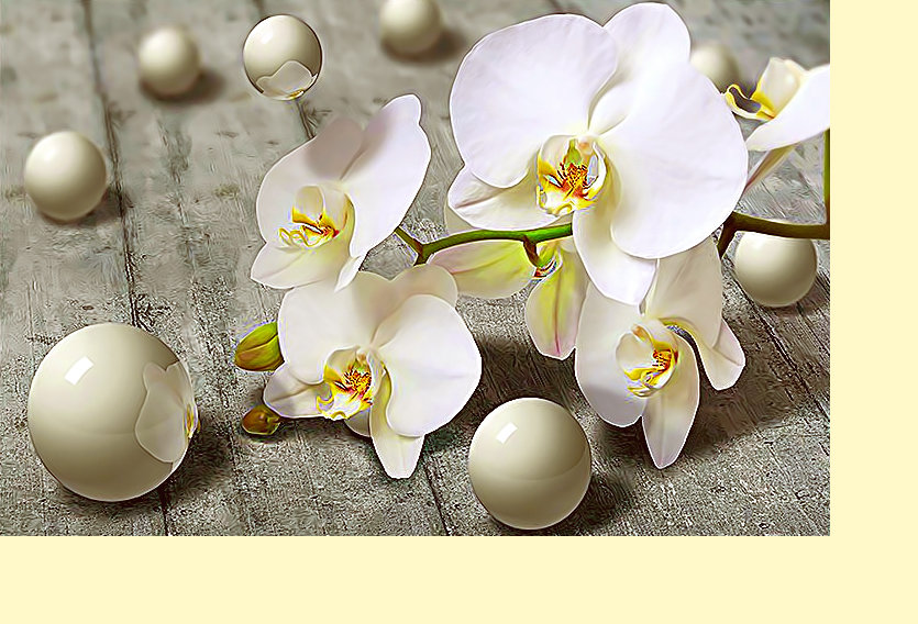 Серия "Цветы". Орхидеи - флора, орхидеи, цветы - оригинал