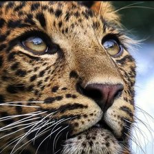 Схема вышивки «Леопард»