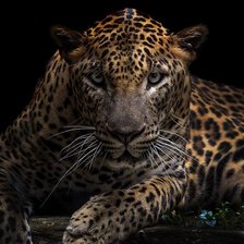 Схема вышивки «Леопард»