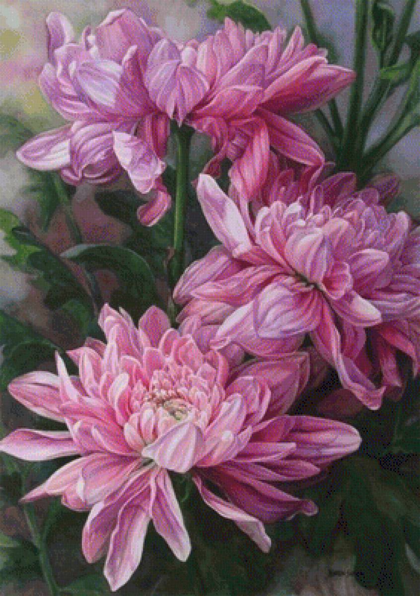 Хризантемы - растения, цветы - предпросмотр