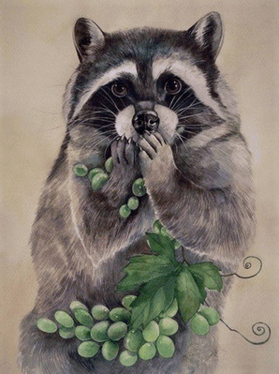 Енот - животные - предпросмотр