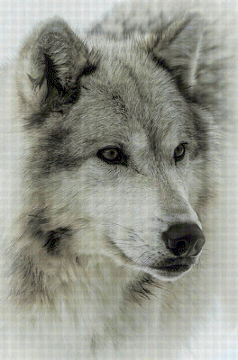 Lobo - animal, belleza, naturaleza - предпросмотр