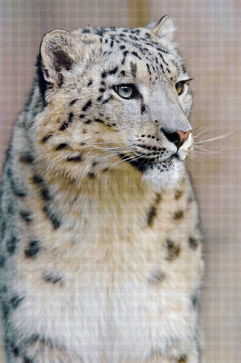 Снежный барс - животные - предпросмотр