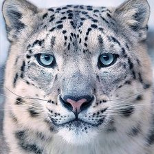 Схема вышивки «Снежный барс 2»