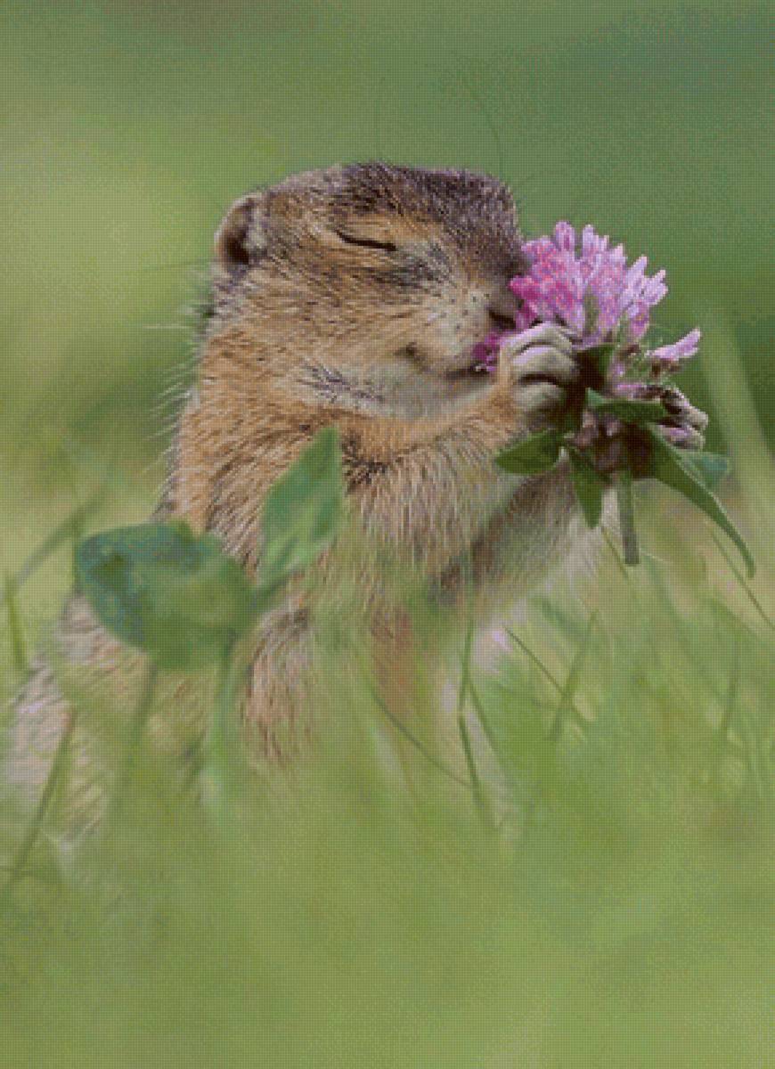 Душистый клевер - животные - предпросмотр