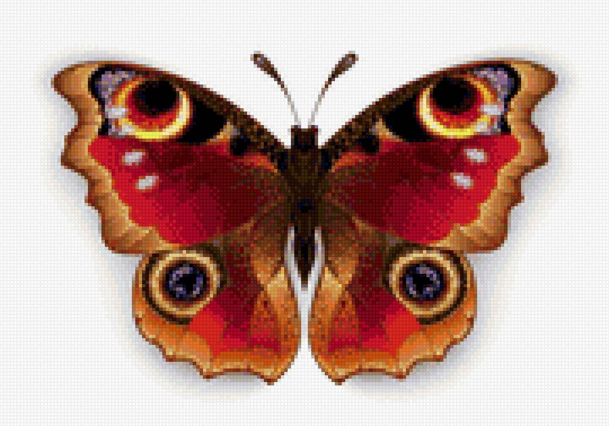 Бабочка павлиний глаз вектор