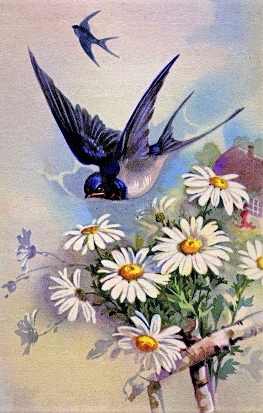 Ласточка - птицы - оригинал