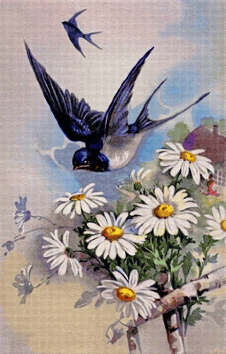 Ласточка - птицы - предпросмотр