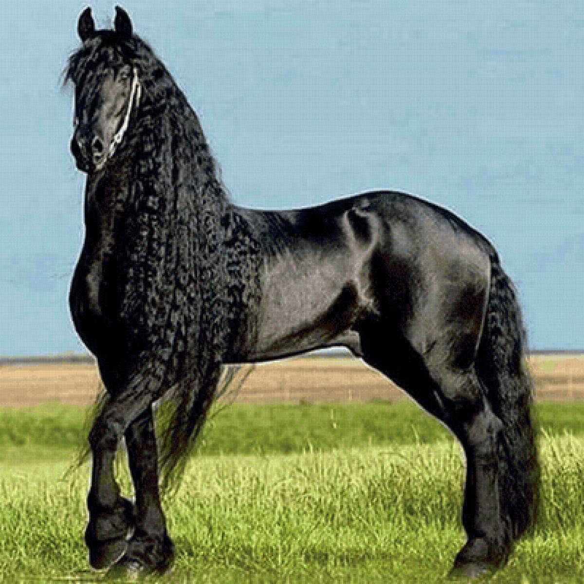 Черный про лошадей. Фриз Фризская лошадь. Голландская упряжная – Фризская лошадь. Лошади вороные андалузской породы.