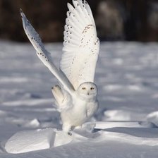 Схема вышивки «Полярная сова»