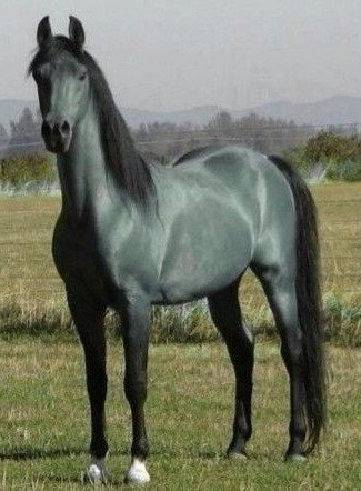 Серая лошадь - животные - оригинал