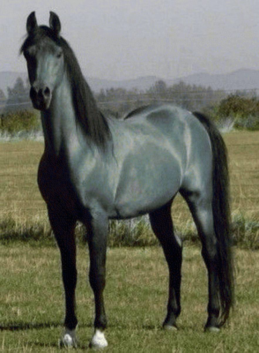 Серая лошадь - животные - предпросмотр