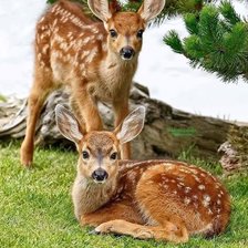 Оригинал схемы вышивки «№2462113»