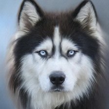 Схема вышивки «Хаски»