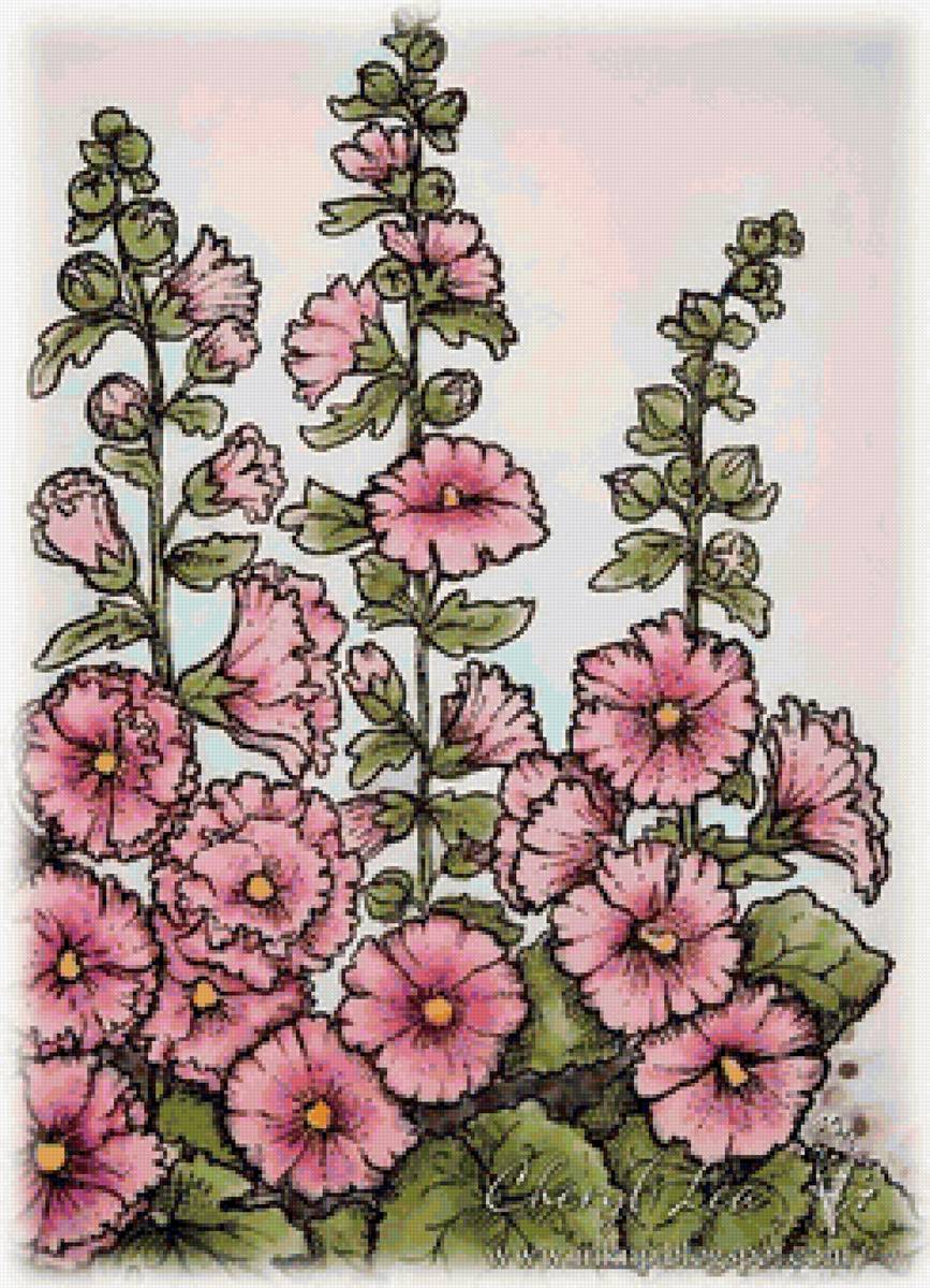 мальвы - рисунок - предпросмотр