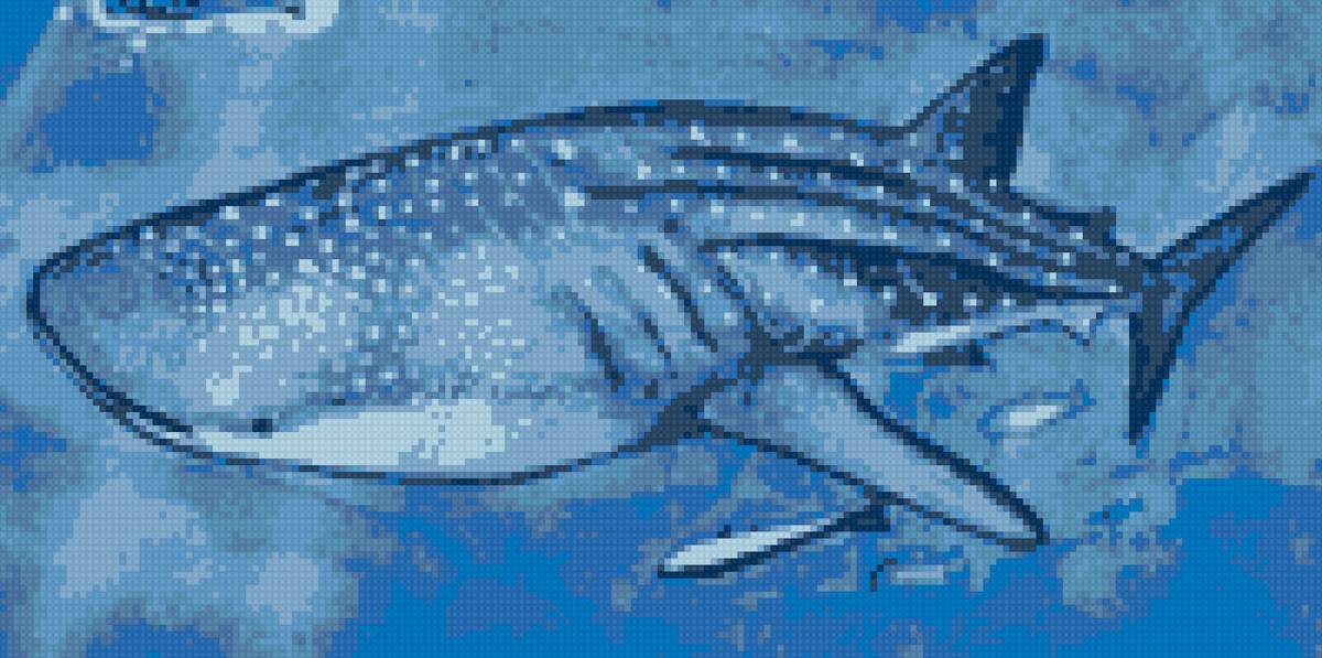 китовая акула - предпросмотр