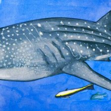 китовая акула