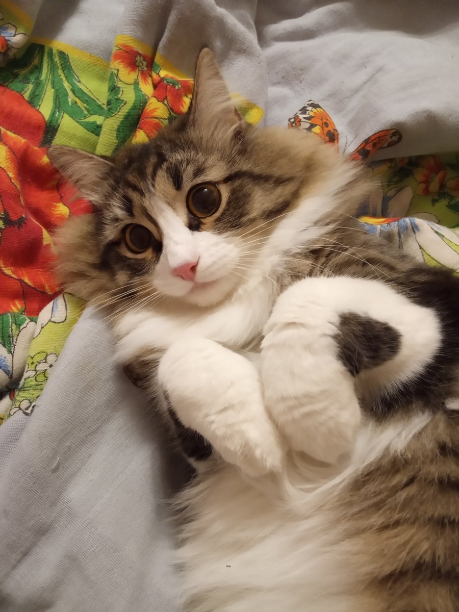 Морис - кот - оригинал