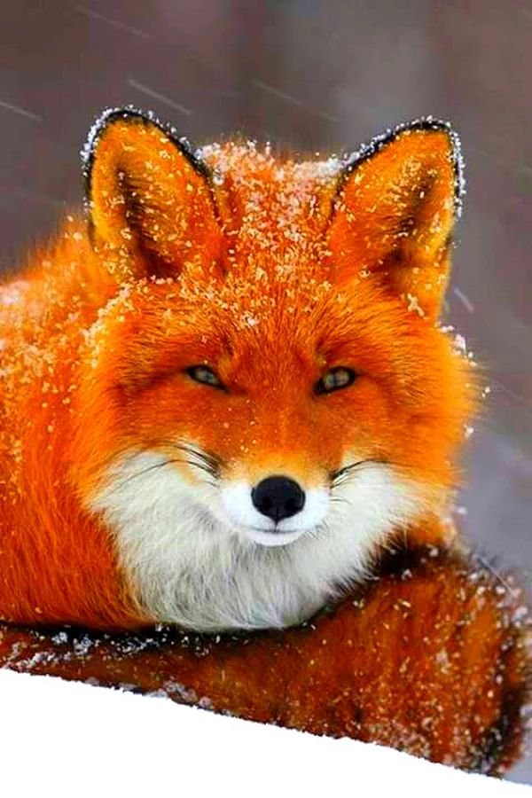 Лиса Алиса - лиса - оригинал