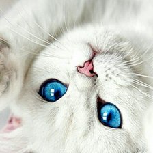 Схема вышивки «Коша»